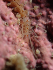 Amblyosyllis
