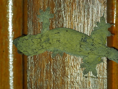 Gehyra marginata