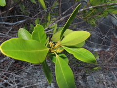 Alyxia spicata