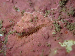 Amblyosyllis