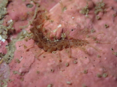 Amblyosyllis