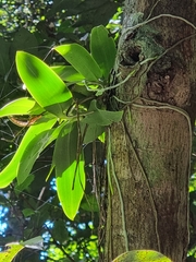 Peristeranthus hillii