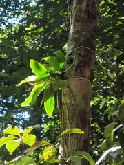 Peristeranthus hillii