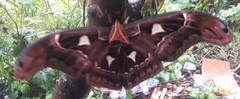 Attacus dohertyi