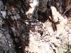 Lasius fuji