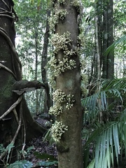 Syzygium cormiflorum