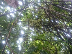 Dysoxylum spectabile