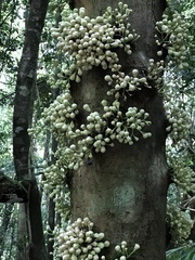 Syzygium cormiflorum