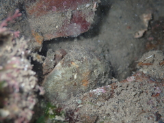 Eurynolambrus australis