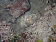 Eurynolambrus australis