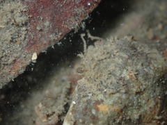 Eurynolambrus australis