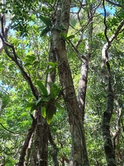 Peristeranthus hillii