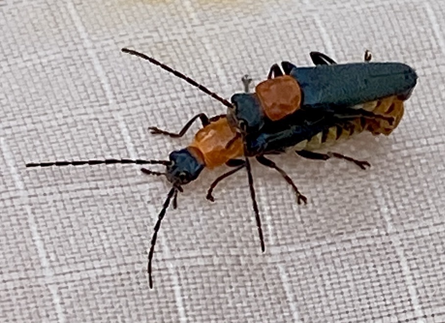 Tricolor Soldier Beetle from Bostock Rd, Woogenellup, WA, AU on March