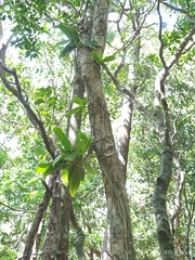 Peristeranthus hillii