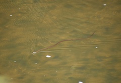 Thamnophis eques megalops