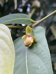 Hydnocarpus castaneus