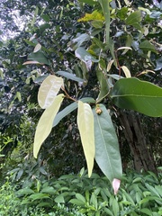 Hydnocarpus castaneus