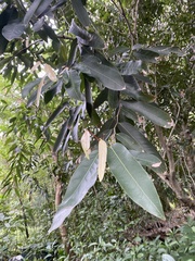 Hydnocarpus castaneus