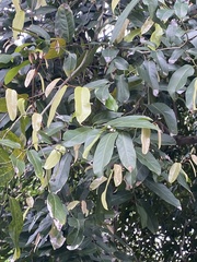 Hydnocarpus castaneus