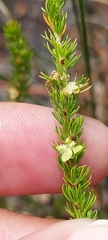 Cliffortia subsetacea
