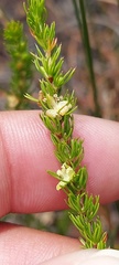 Cliffortia subsetacea