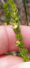 Cliffortia subsetacea