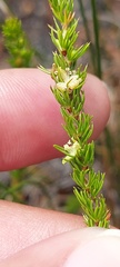 Cliffortia subsetacea