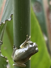 Zhangixalus taipeianus