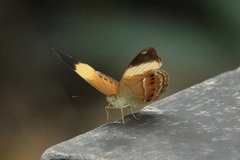 Cirrochroa orissa