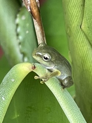 Zhangixalus taipeianus