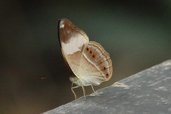 Cirrochroa orissa
