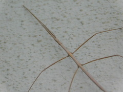 Bacillidae