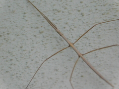 Bacillidae