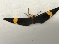 Chaetocneme porphyropis