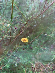 Dillwynia tenuifolia