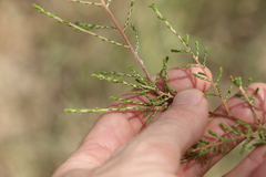 Ozothamnus diotophyllus