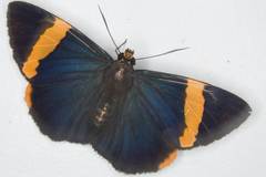 Chaetocneme porphyropis