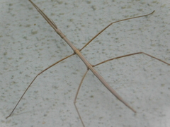 Bacillidae
