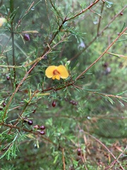 Dillwynia tenuifolia