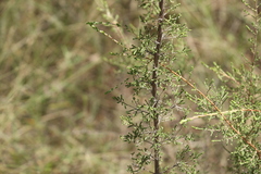 Ozothamnus diotophyllus