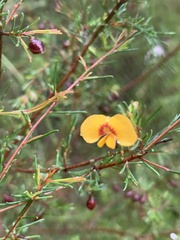 Dillwynia tenuifolia