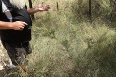 Ozothamnus diotophyllus