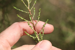 Ozothamnus diotophyllus