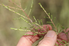 Ozothamnus diotophyllus