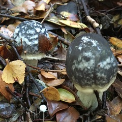 Cortinarius metallicus