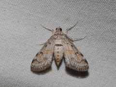 Parapoynx crisonalis