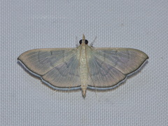 Poliobotys ablactalis