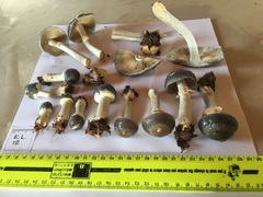 Cortinarius metallicus