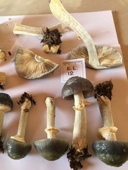 Cortinarius metallicus