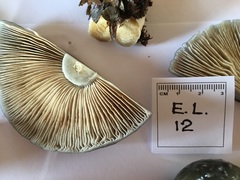 Cortinarius metallicus